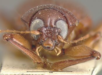 Media type: image; Entomology 9811   Aspect: head frontal view
